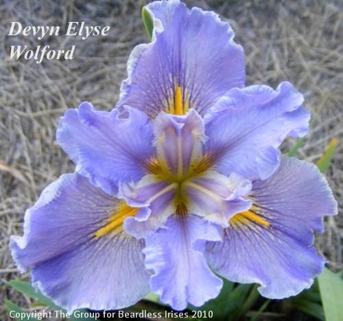 Devyn Elyse Wolford